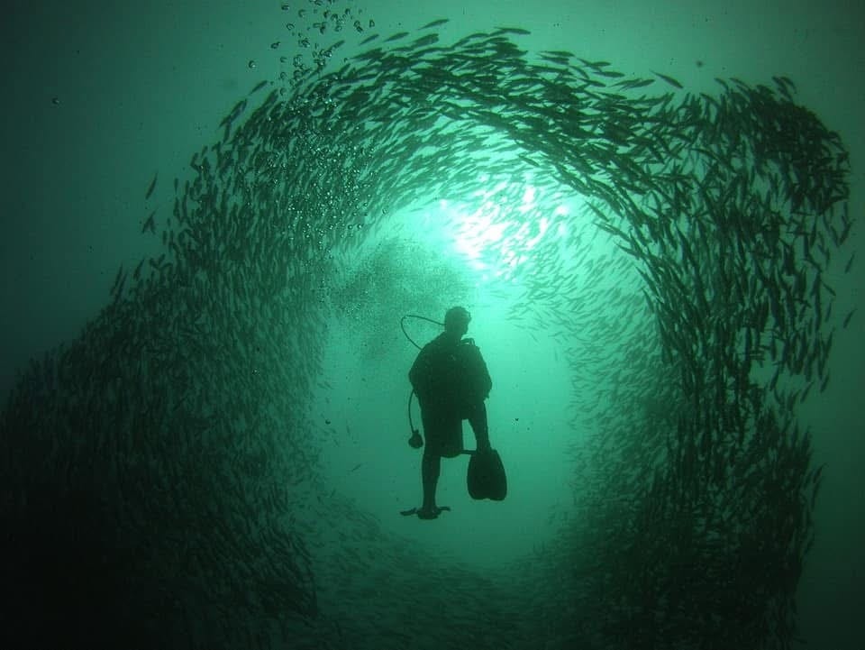 Through a fish bowl
