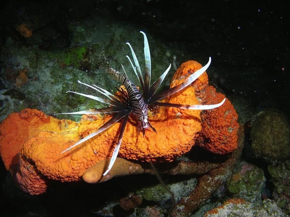 Night Dives
