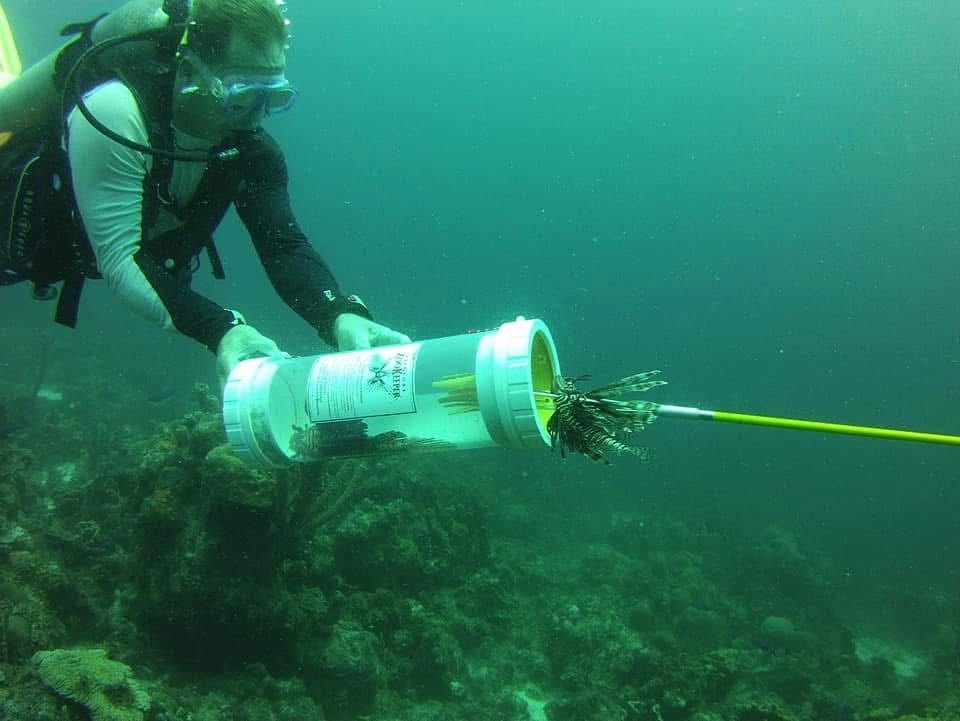 Reef protection dives