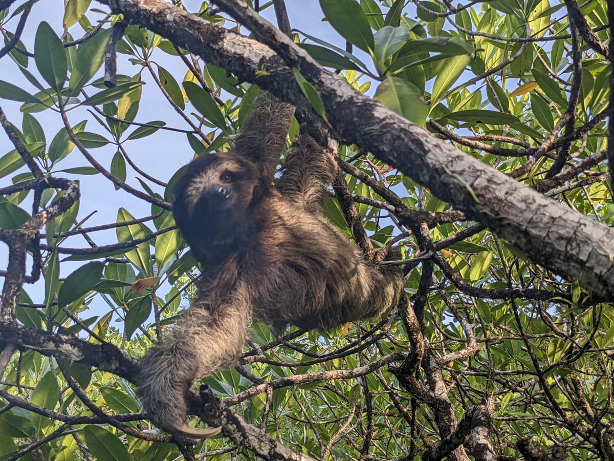 Panama Pygmy Sloth Expedition